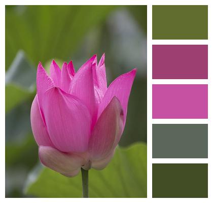 Pink Flower Lotus Flower Image